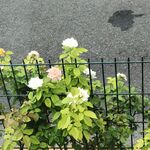 月季