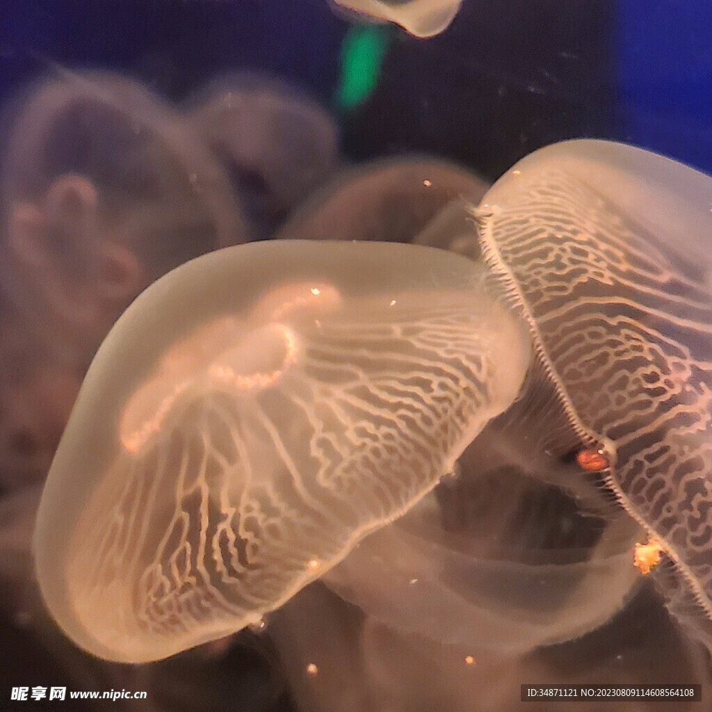 水母