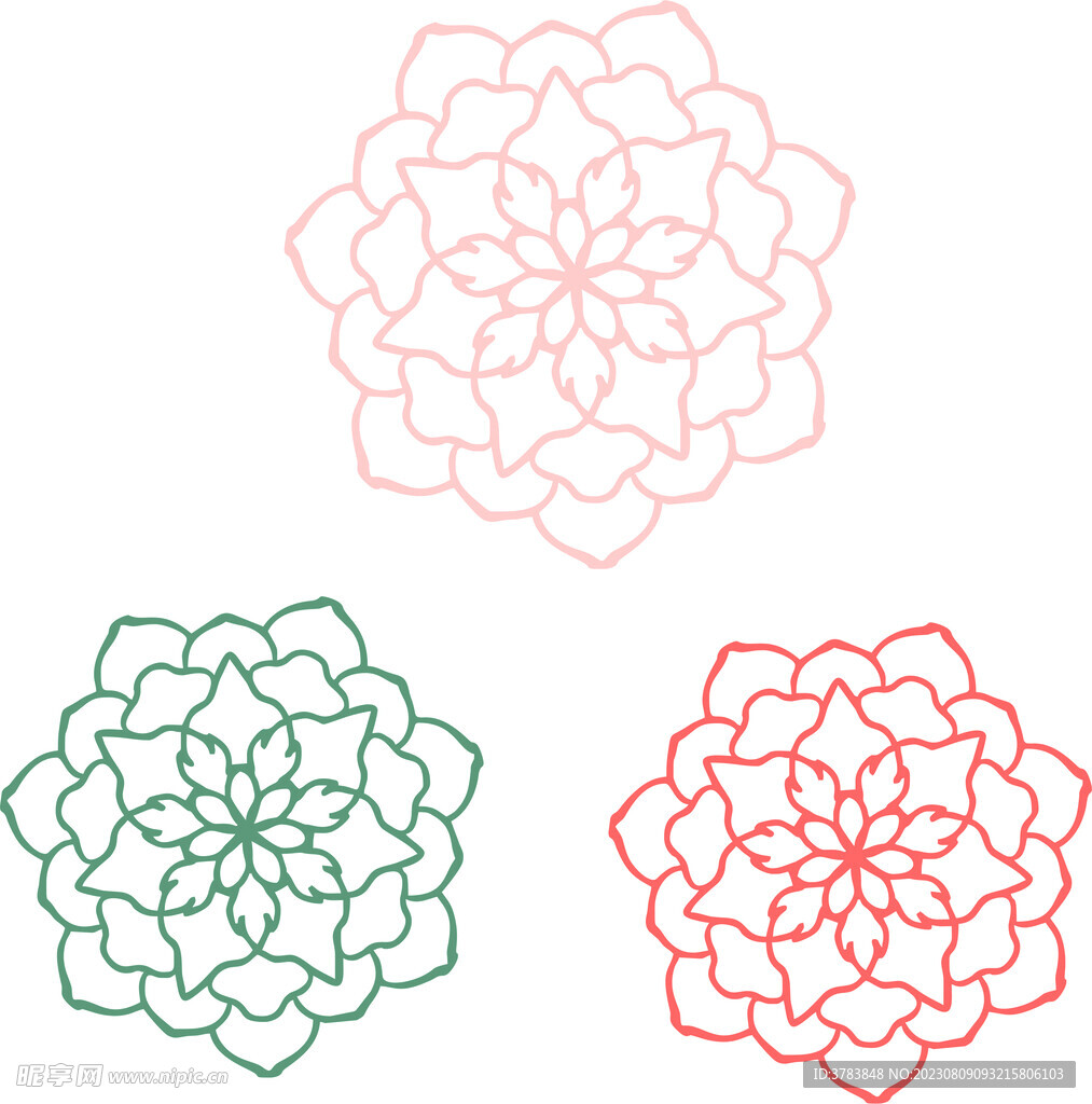 菊花