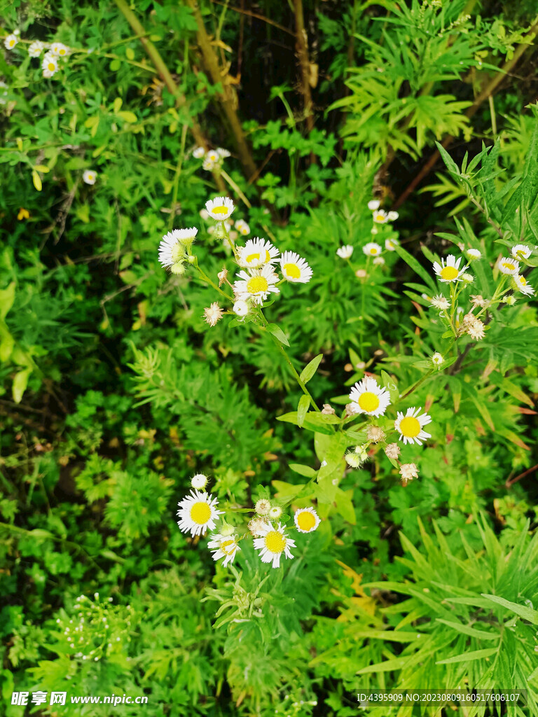 小邹菊