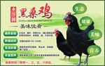 黑桑鸡海报