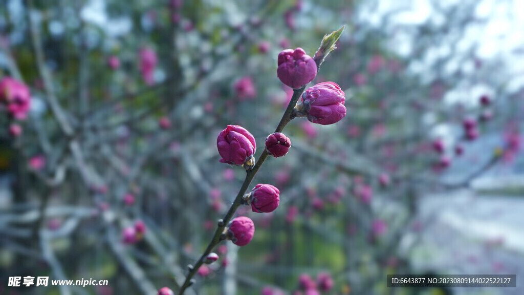 花花花