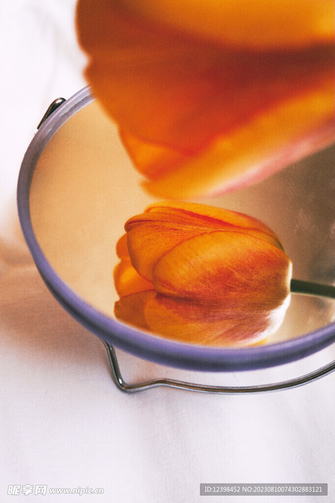 郁金香鲜花