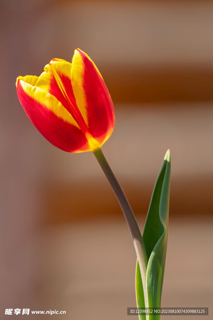 郁金香鲜花