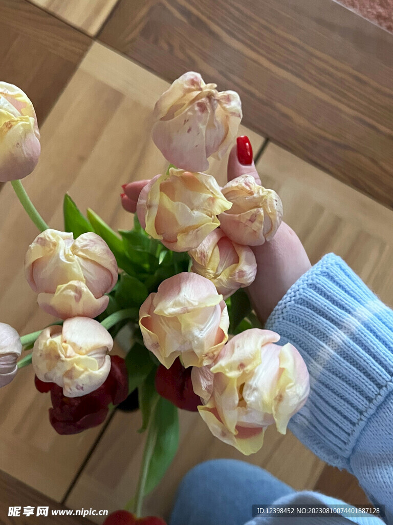郁金香鲜花
