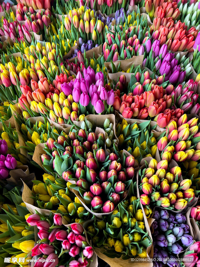 郁金香鲜花