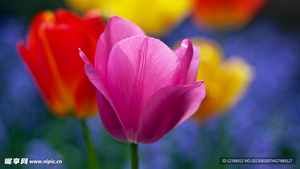 郁金香鲜花
