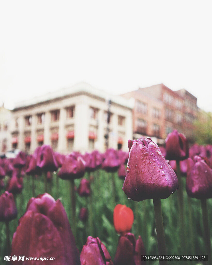 郁金香鲜花