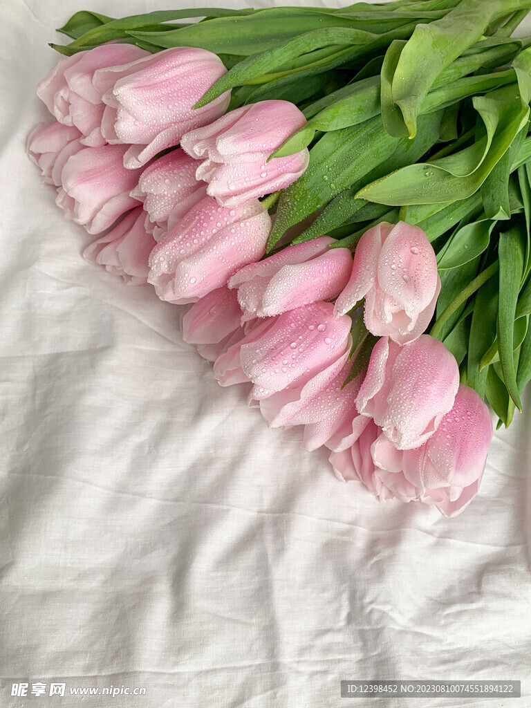 郁金香鲜花