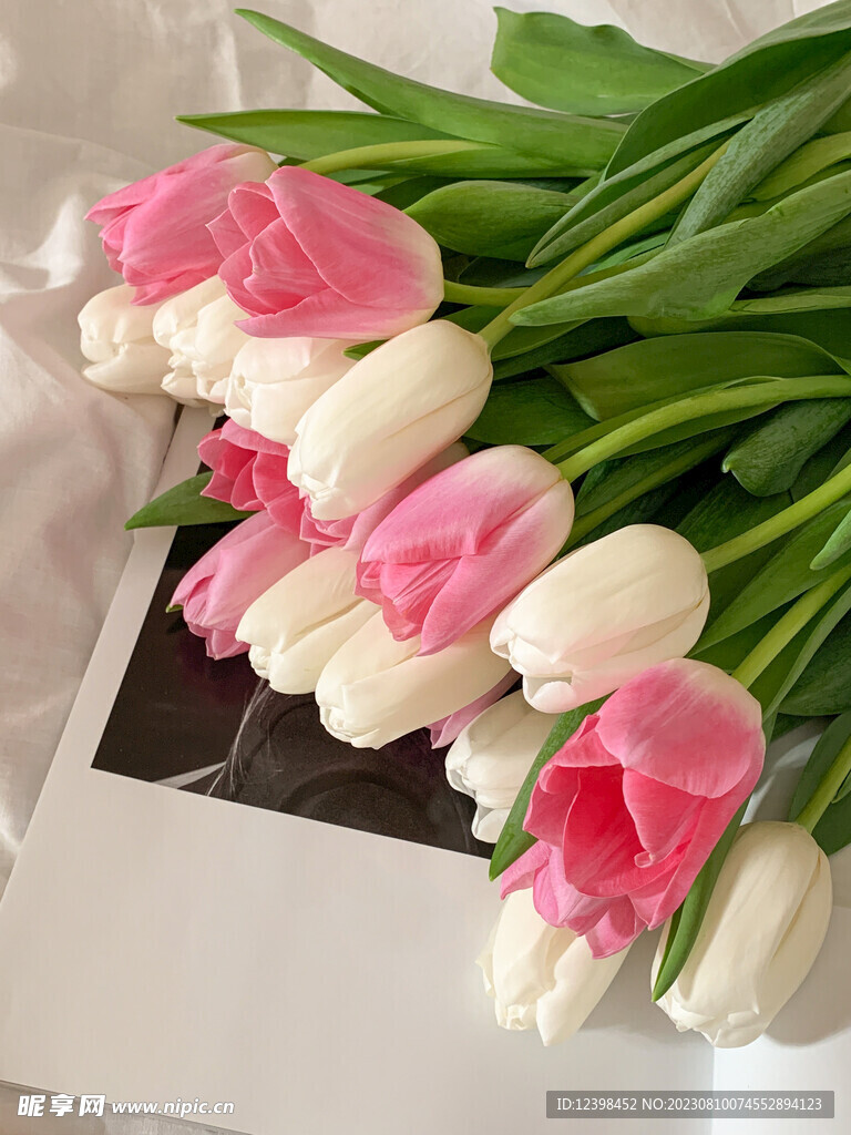 郁金香鲜花