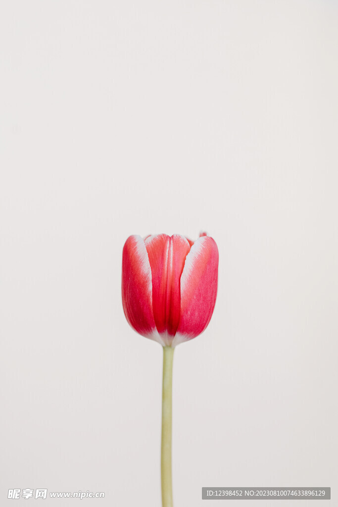 郁金香鲜花