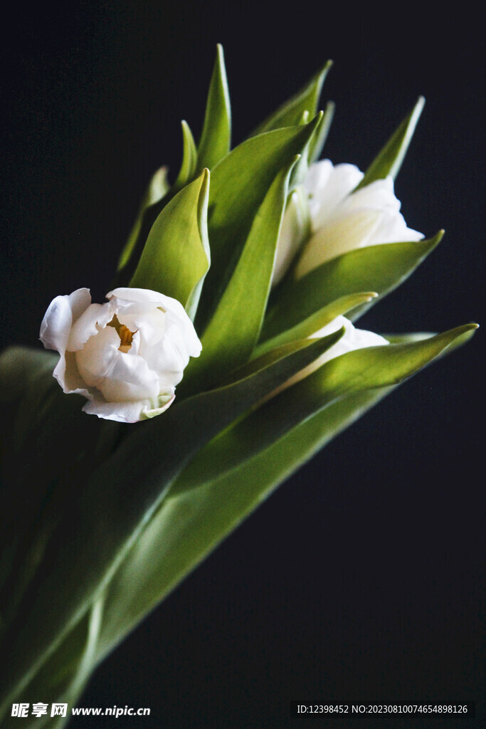 郁金香鲜花