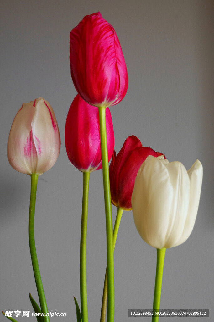 郁金香鲜花