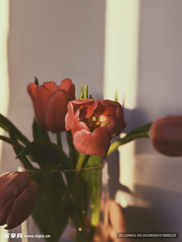 郁金香鲜花