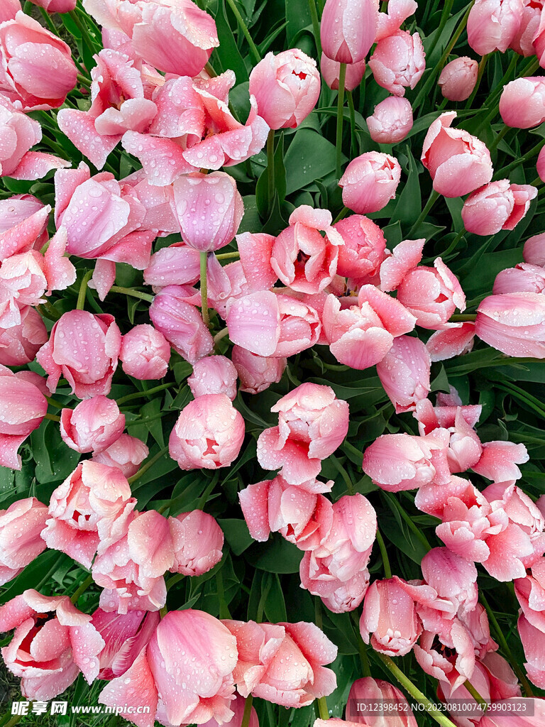 郁金香鲜花