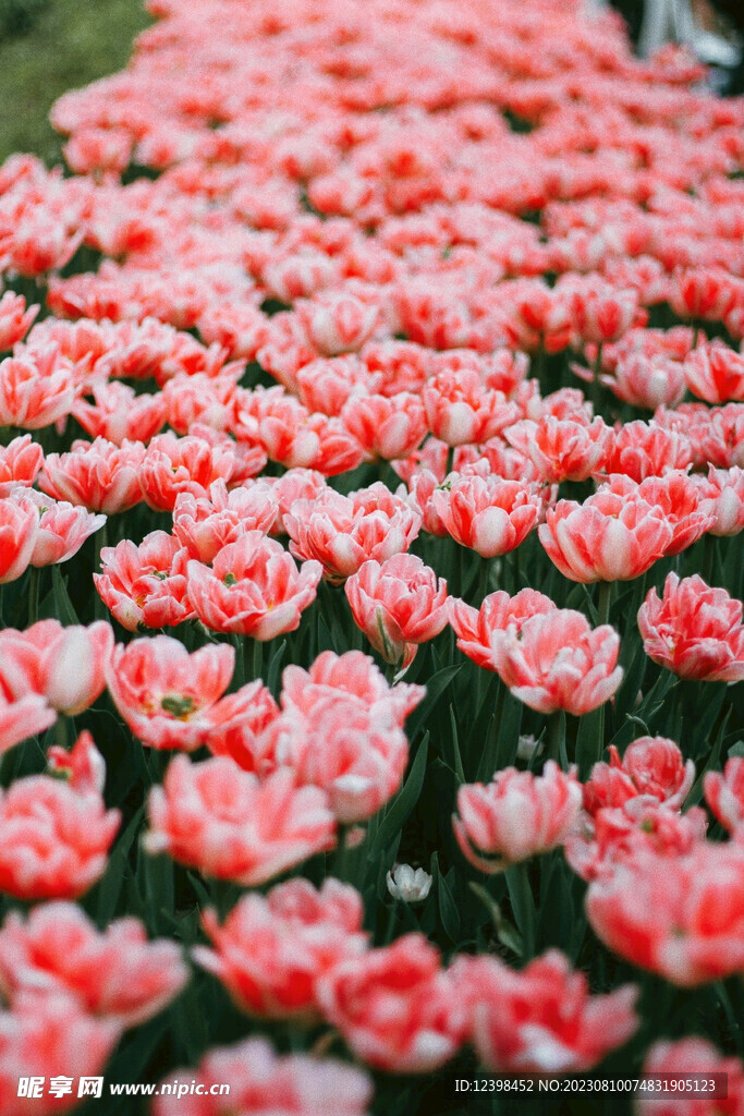 郁金香鲜花
