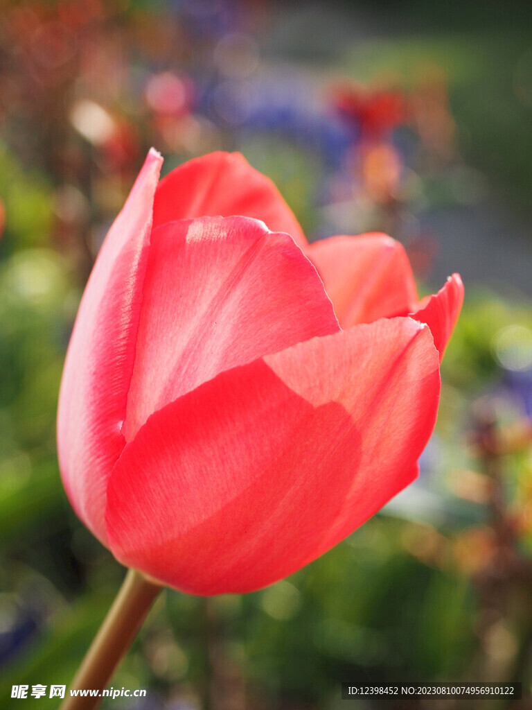 郁金香