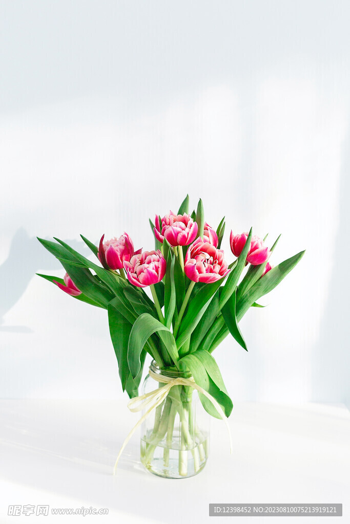 郁金香鲜花