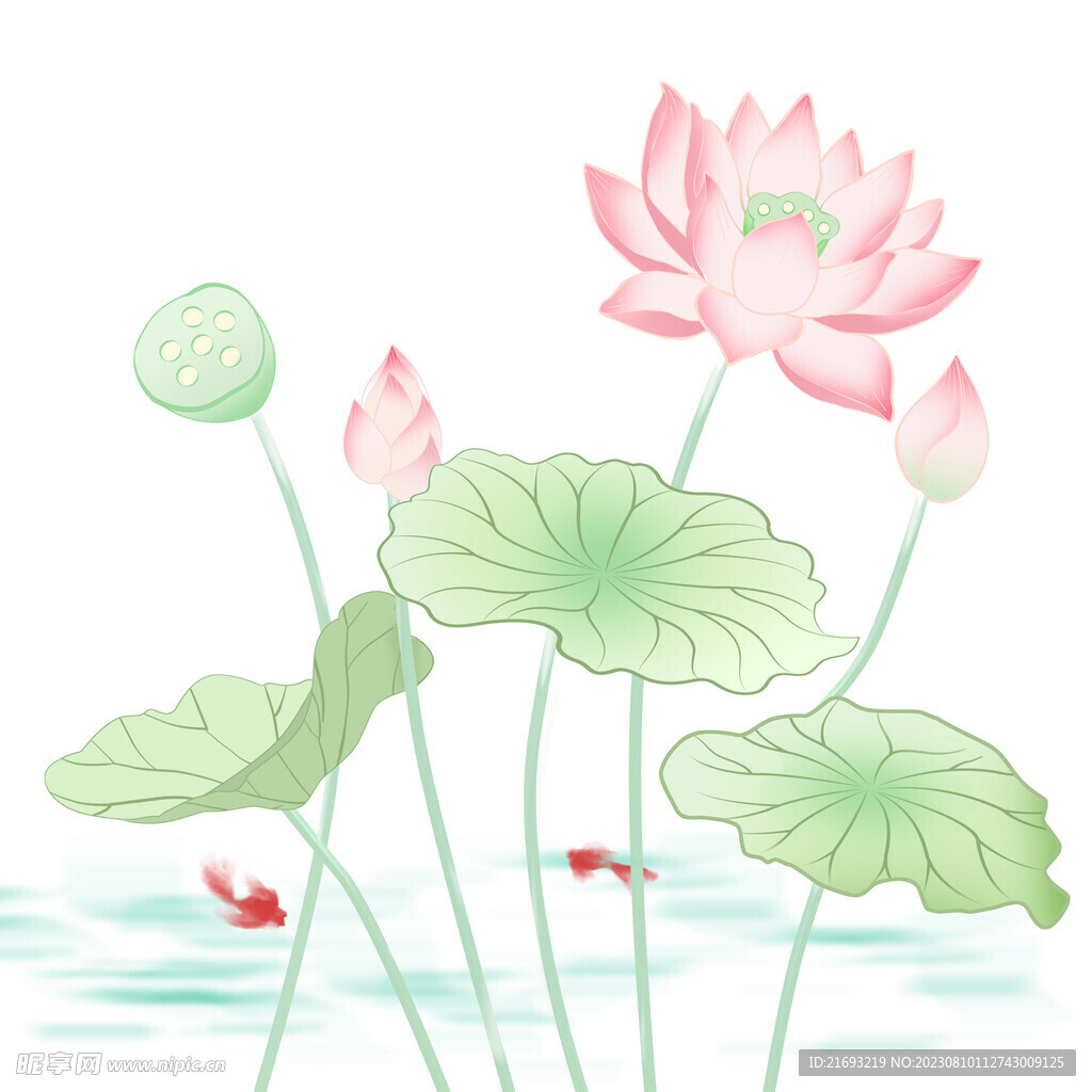 荷花