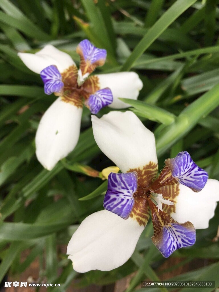 巴西鸢尾花