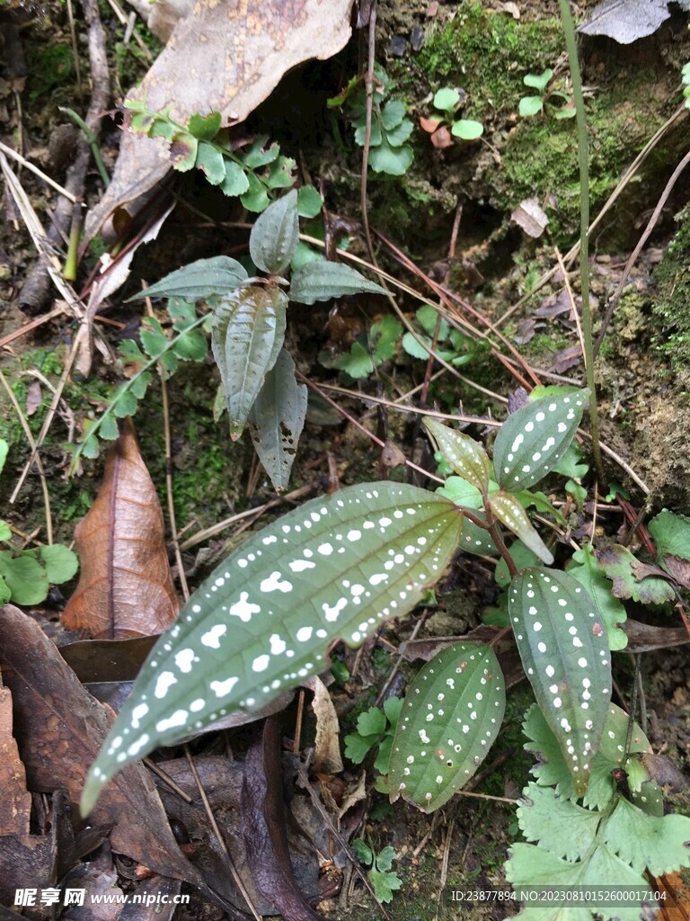 柏拉木 野草野花