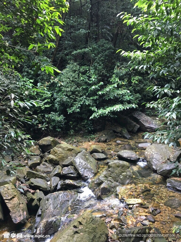 鼎湖山溪流