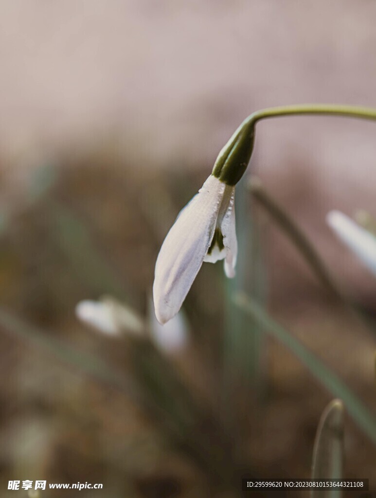 夏雪片莲