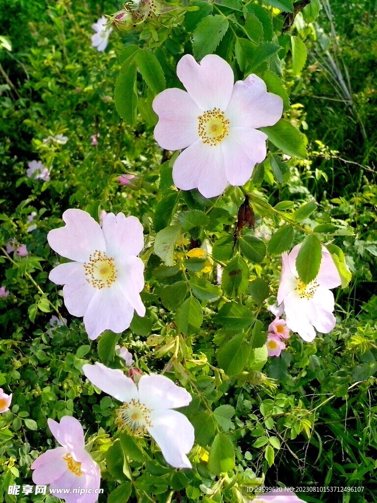 玫瑰花