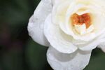 山茶花