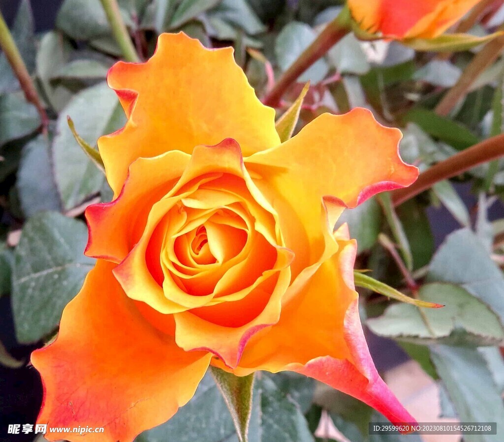 玫瑰花