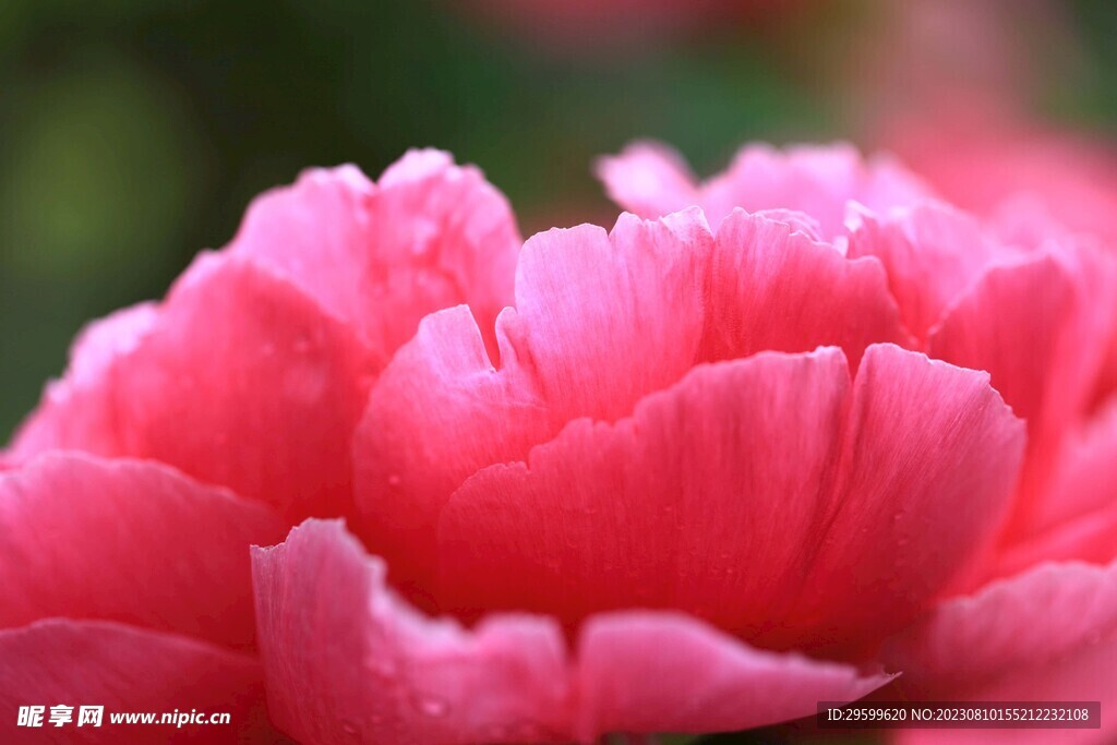 芍药