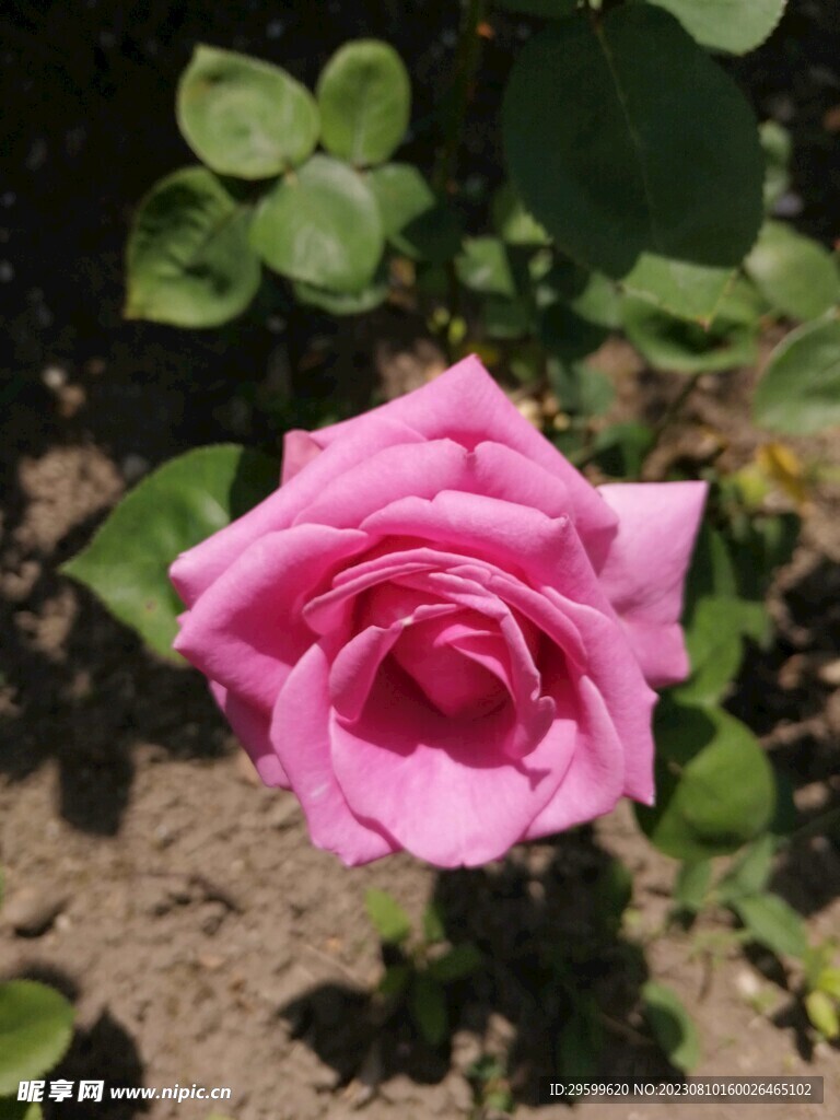 玫瑰