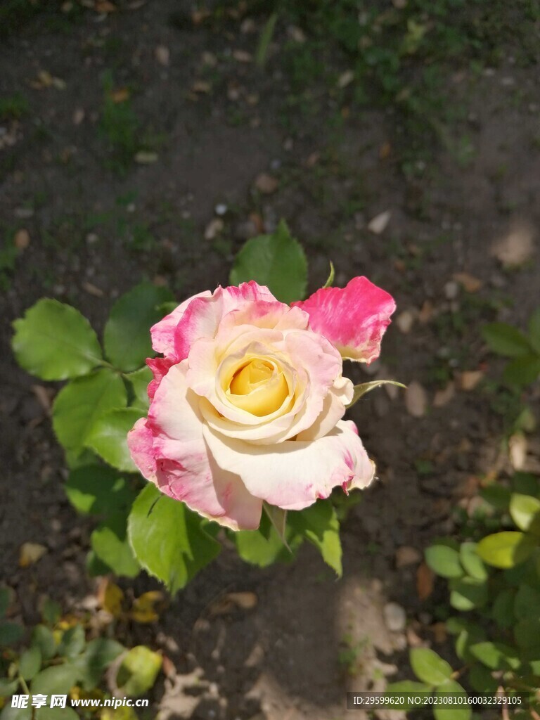 玫瑰