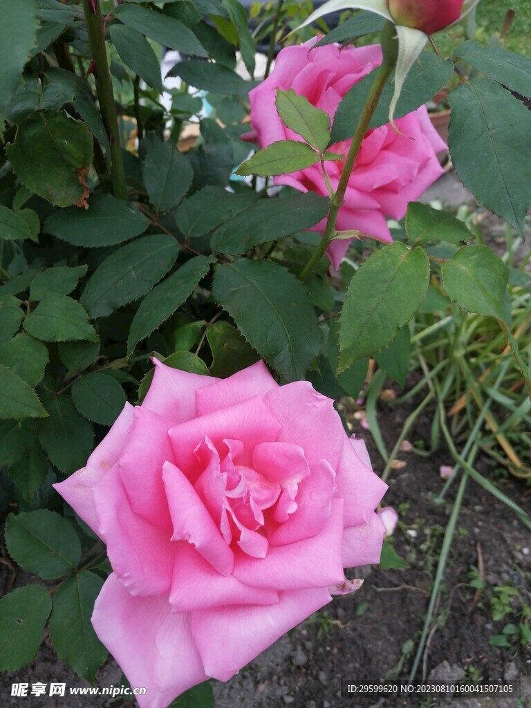 玫瑰
