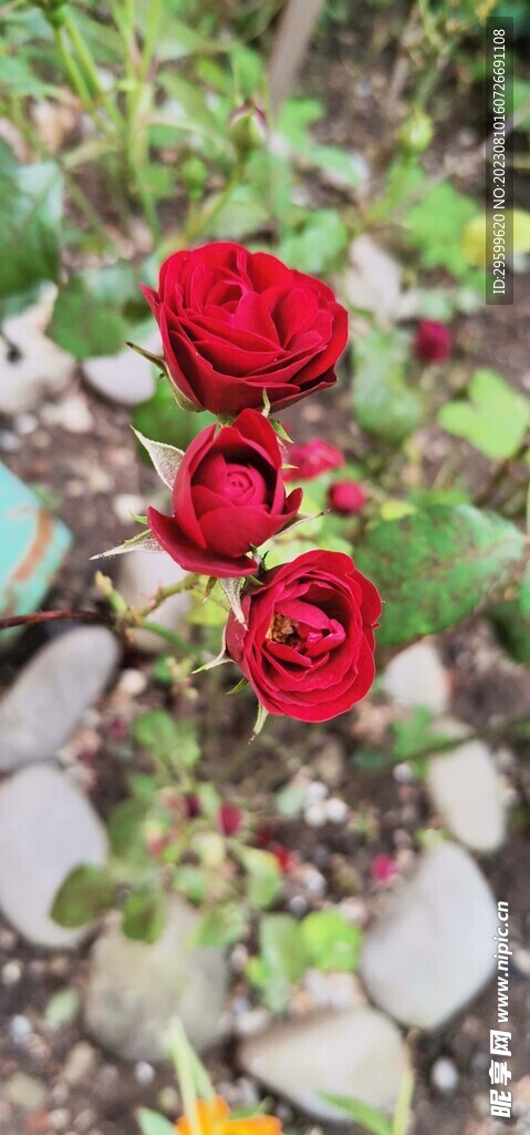 玫瑰花