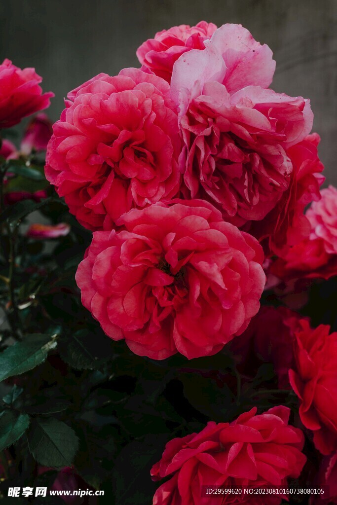 玫瑰花