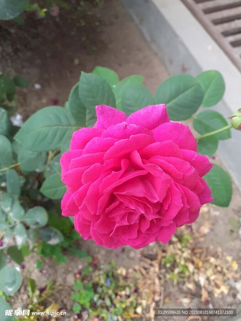 玫瑰