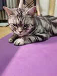 美短  猫