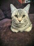 美短 猫猫