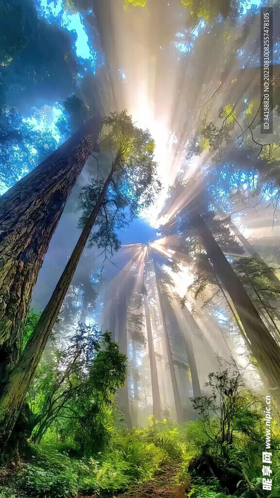 森林