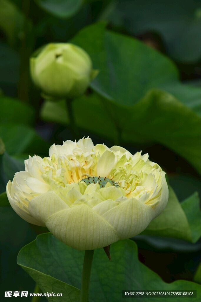荷花