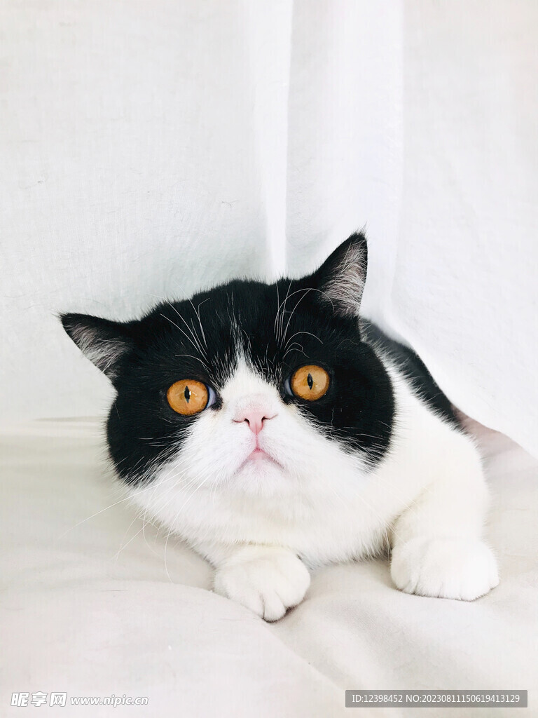 猫咪