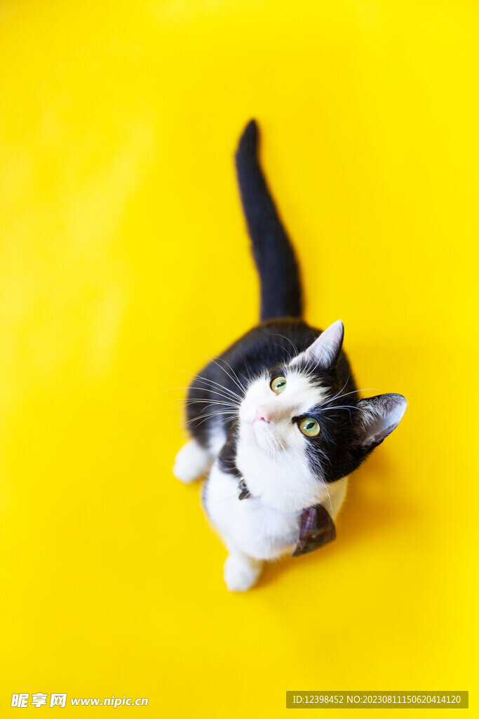 猫咪