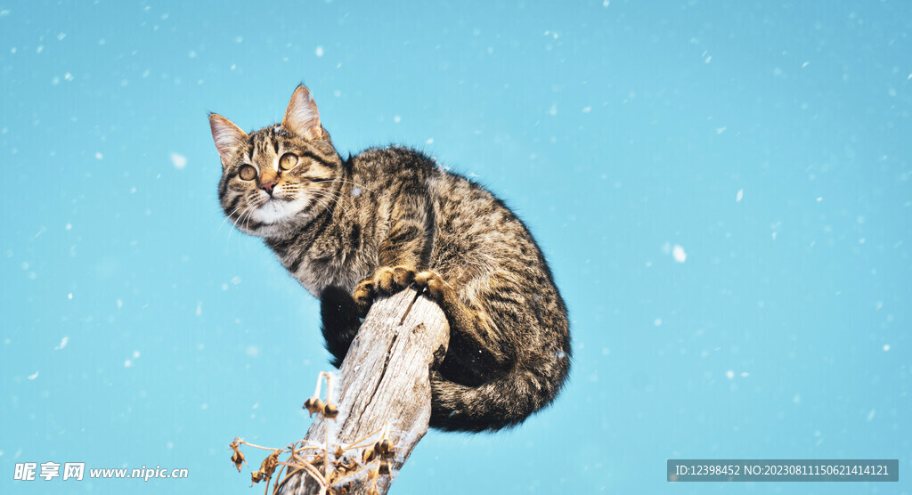 猫咪