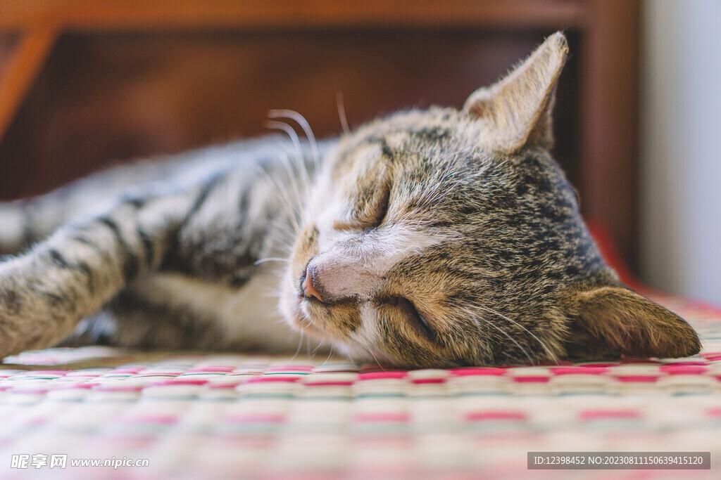 猫咪
