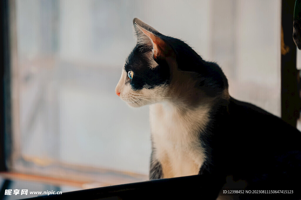 猫咪