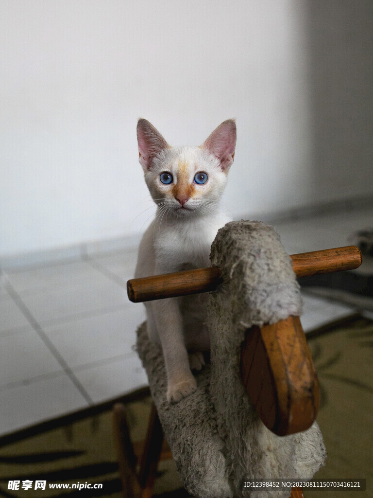 小猫