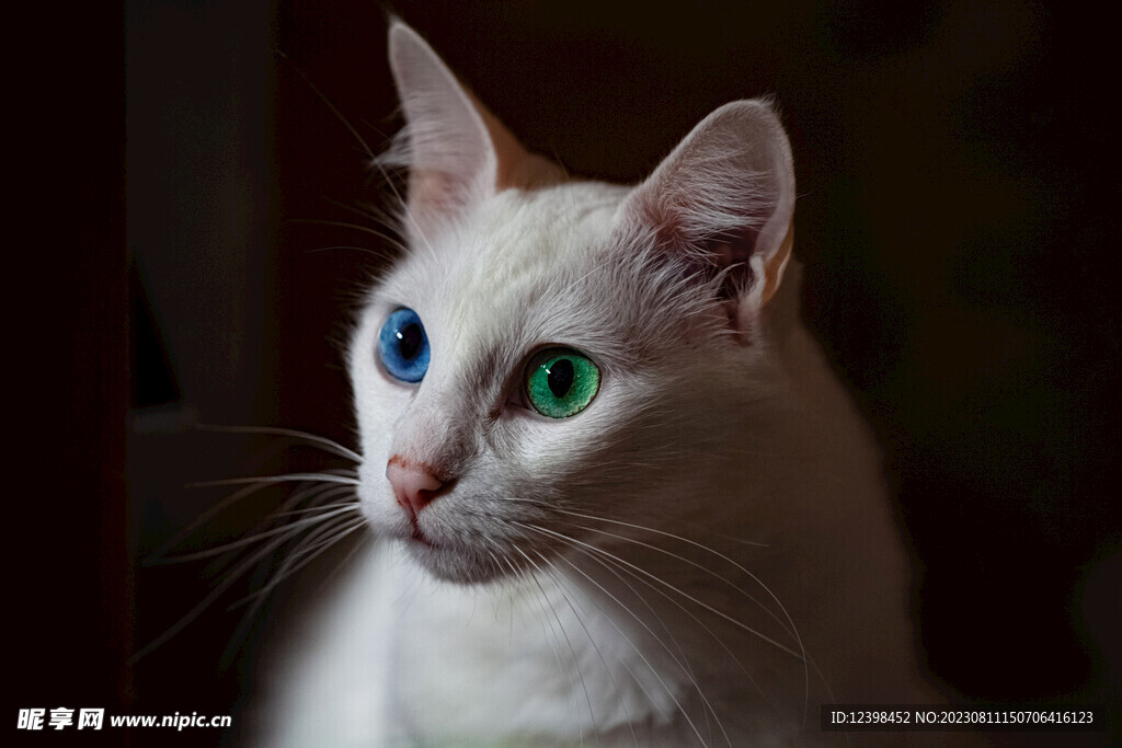 小猫