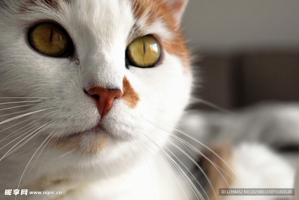 小猫