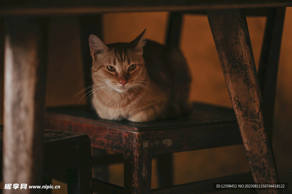 小猫